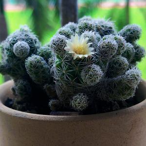 一烂怂破花园(2)