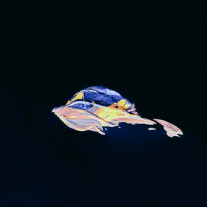 everything remains one