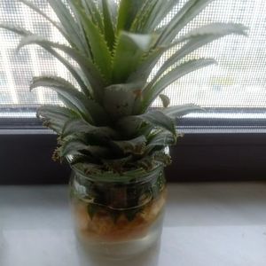 努力奋斗的大菠萝QAQ