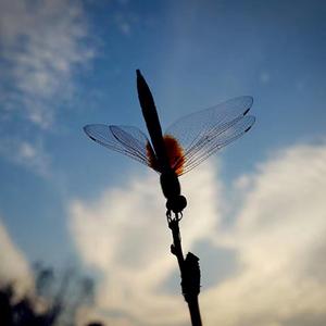 回到拉萨 （原唱：郑钧）