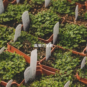 Modern Son Montuno Trumpet - Vibe for Dazy Days