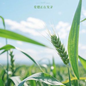 麦穗正在发芽
