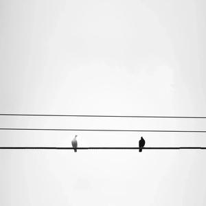 白鸽乌鸦相爱的戏码 潘成（皮卡潘）