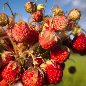 Лютик, лютик, лебеда