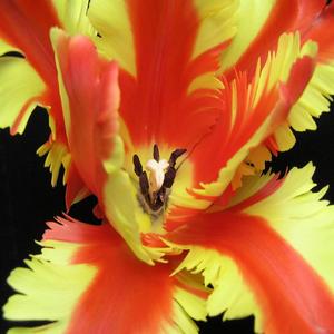 Super Disco Bass (3D Bonus Dub)