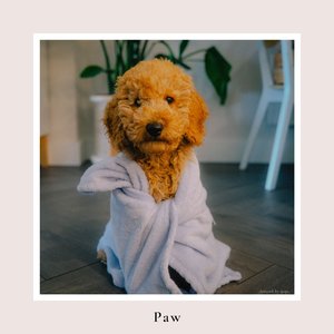 Paw