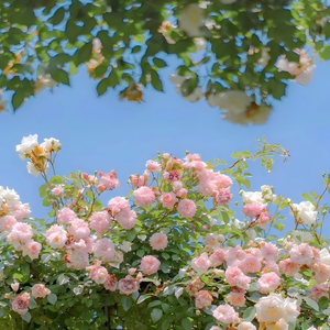 再等冬天（古筝）