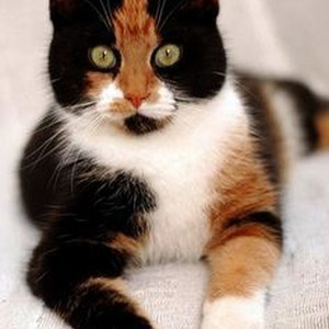 Boss Bitch (sped up)