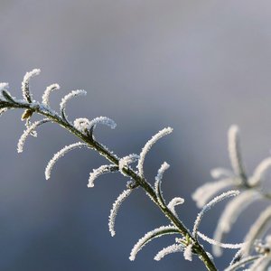 逆向雪花难同枝