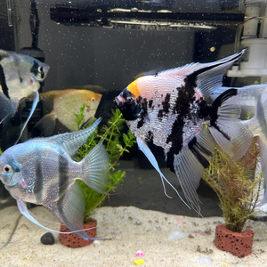 夕阳下的梦想.wav