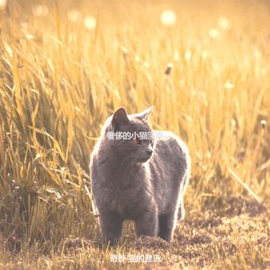 抚慰的可爱的猫回忆