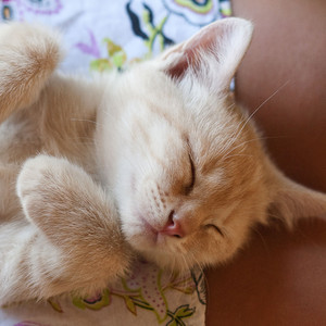 Fur Glistens in Moonlight