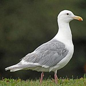 Umrzeć z miłosci (piosenka erotyczna)