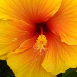 梦中的新娘（我的小仙女2-主线终章）