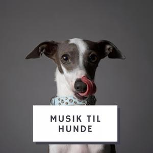 Hund slappe af musik