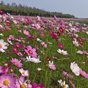 允许一些人的青春是安静的