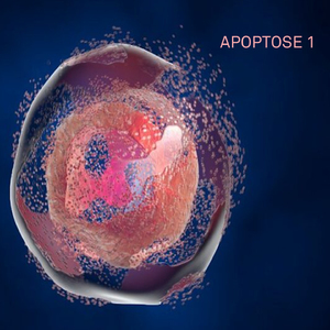 Apoptose (Araucaria)