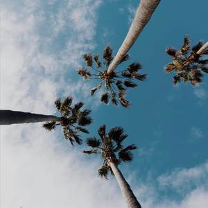 Moscow Mule (Intro Instrumental)