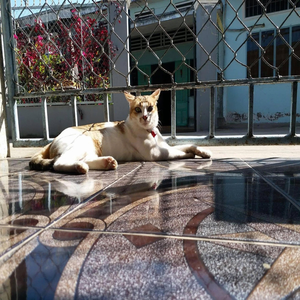 无名的痛 - The hurt