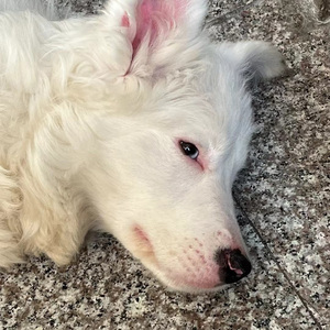 翅膀（prod.YnJasper）