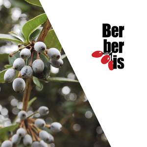 Devian (Original Mix)