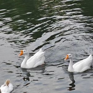 瞎扯淡-可以不是你（图图的兔崽子 remix）