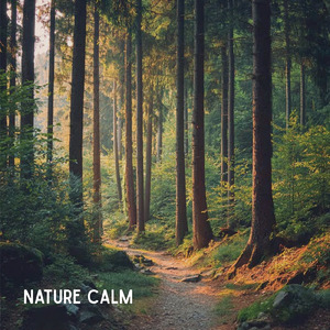 α波を刺激するゆらぎギター 睡眠導入の癒しストレス軽減のリラックス音楽 (自律神経を整える睡眠用 森 鳥)