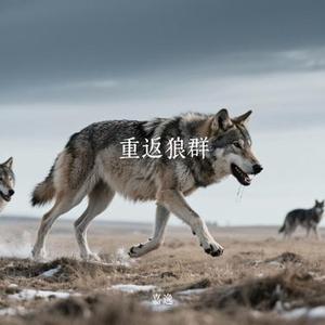 重返狼群