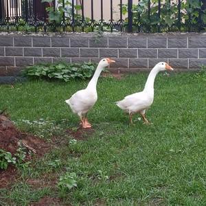 黎明前的黑暗—倪坤and歪歪