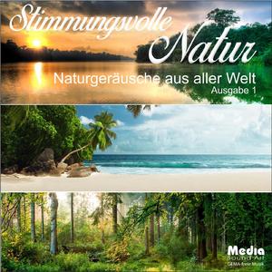 Wald in der Nacht mit Uhu