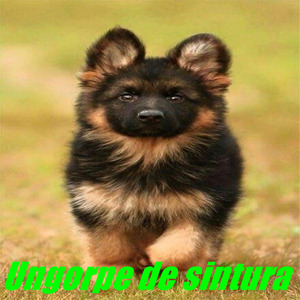 Ungorpe de sintura