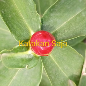 Karena Cinta Tak Bisa Bayangkan