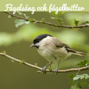 Rogivande Fågelsång