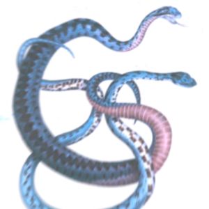 有毒关系 (toxic relationship)