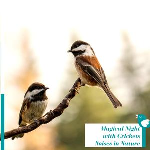 The Music of the Wild Ibis