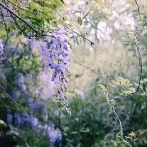 难别紫藤（剧情版）