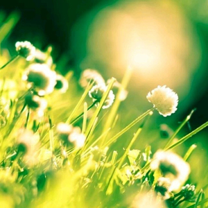 夏季雨天田野之韵