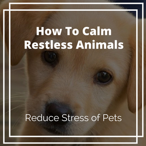 Throat Chakra Therapy