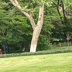 黄昏莫挽