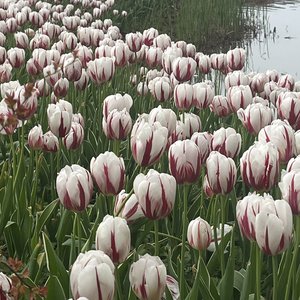 我相信穿过深夏就是你的身旁