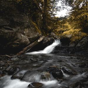 Great Sounds of Forest Stream