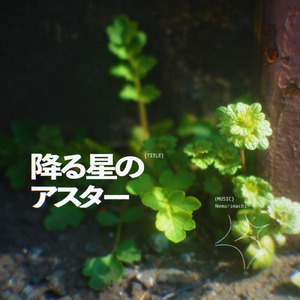 降る星のアスター
