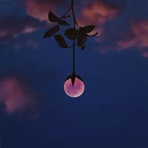 我想摘下一朵花别在你的心上