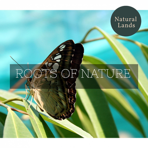 Thoughtful Natural Silence