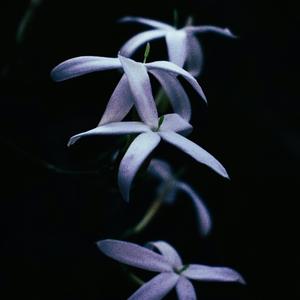 Sensiz Ben Yaşayamam