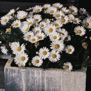 風の精霊の箱庭（かぜの せいれい の はこにわ/风之精灵的箱庭）