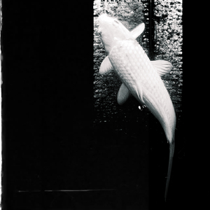 The Flare (Salvaged)