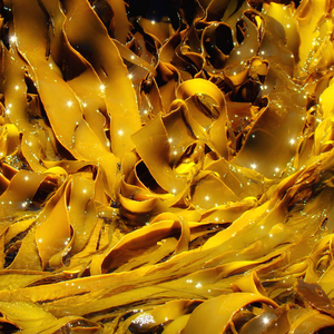 ︎The Toxic Organism Of Seduction