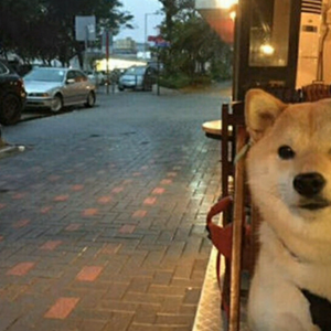 哎哟单身狗（翻自 徐梦圆）