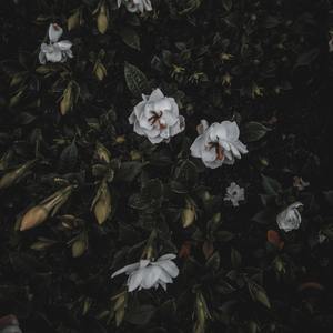 I Can Buy Myself Flowers (EDM Remix)